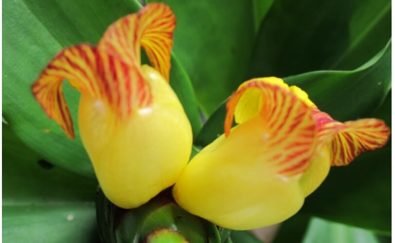  Painted shell ginger, one of many unusual plants in Summertime