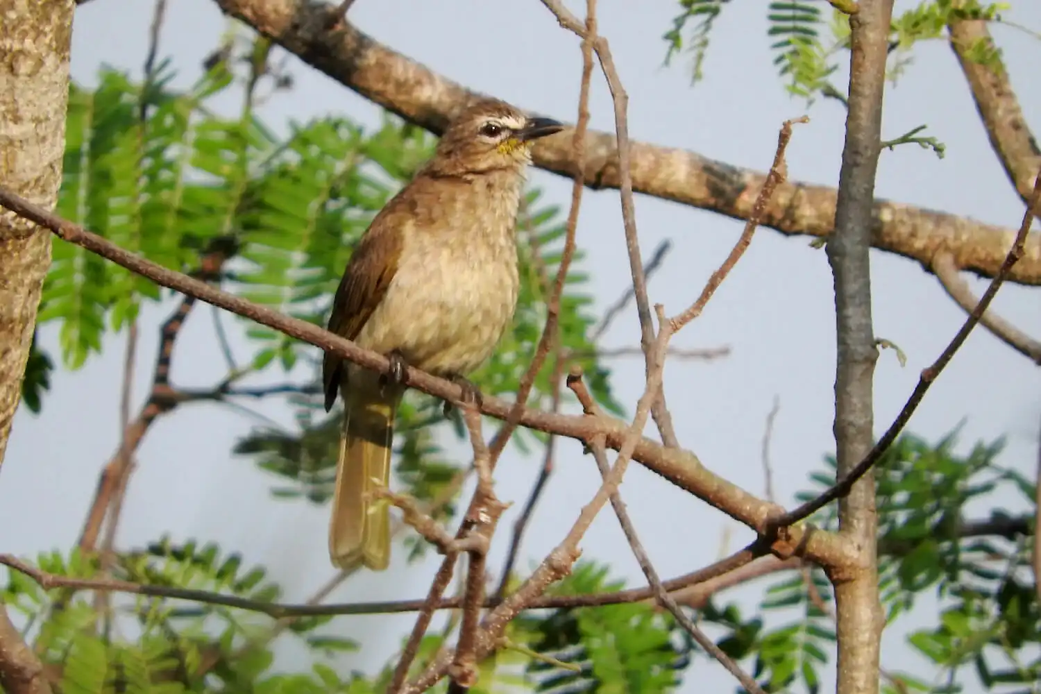 White-browed bulbul