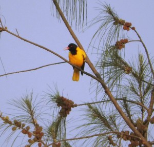 the Asian Koel